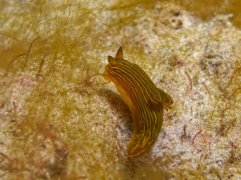 Nudibranch, House Reef